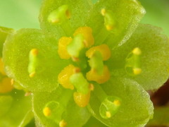 Lindera erythrocarpa