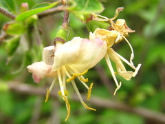 Lonicera harae