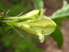Weigela subsessilis