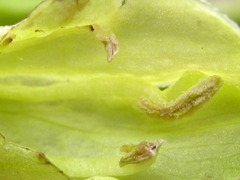 Weigela subsessilis