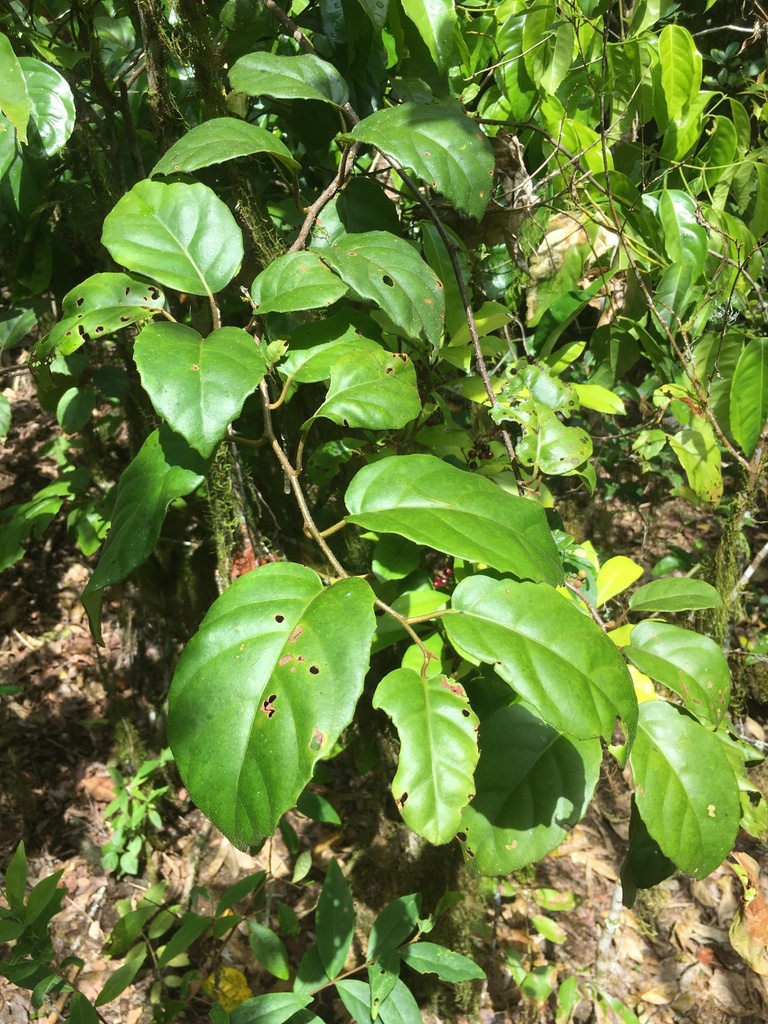 Maesa dependens