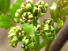 Zanthoxylum piperitum