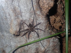 Heteropoda