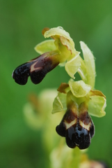 Ophrys vasconica