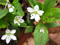 Pseudostellaria