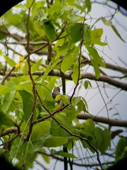 Psilopogon haemacephalus