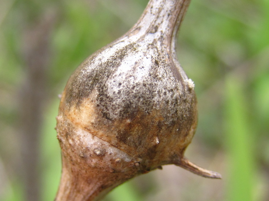Lasioptera achyranthesae