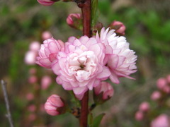 Prunus glandulosa