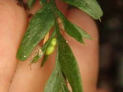 Tmesipteris horomaka