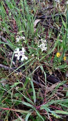Iberis ciliata