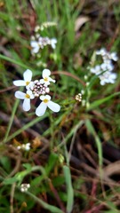 Iberis ciliata