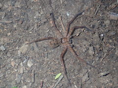 Heteropoda jugulans