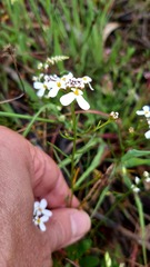 Iberis ciliata