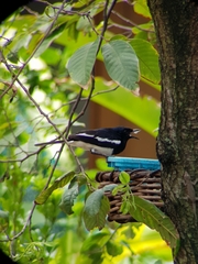 Copsychus saularis