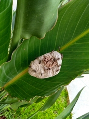 Protopolybia exigua