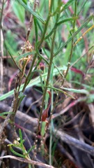 Iberis ciliata
