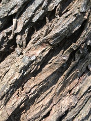 Sequoia sempervirens