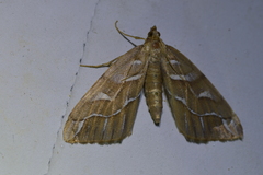 Chalastra aristarcha