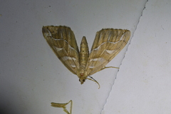 Chalastra aristarcha