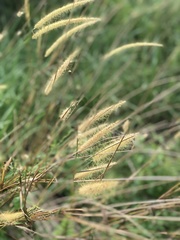 Poaceae