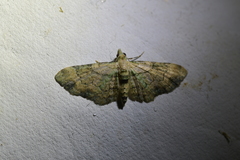 Chloroclystis sphragitis