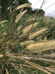 Poaceae