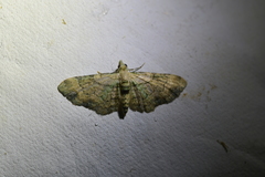 Chloroclystis sphragitis