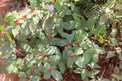 Rauvolfia tetraphylla