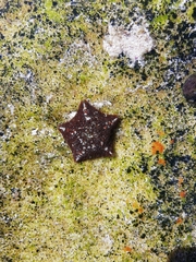 Asterinidae