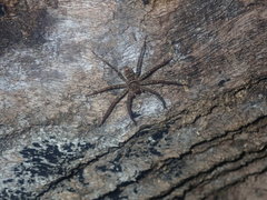 Heteropoda