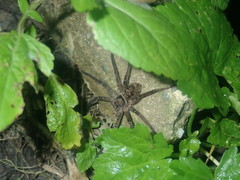 Heteropoda jugulans