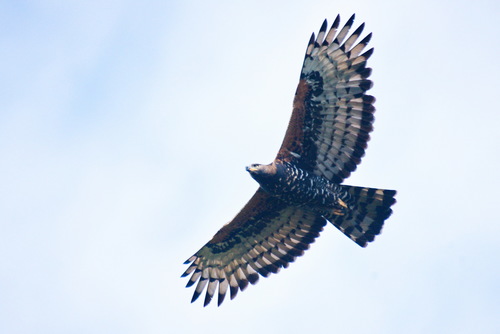 Crowned Eagle