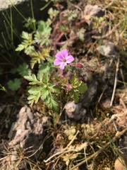 Geranium robertianum