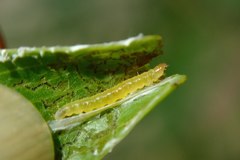 Adoxophyes privatana