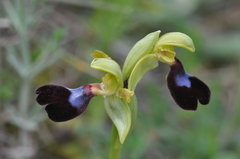Ophrys atlantica