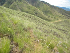 Pseudoroegneria spicata