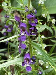 Angelonia