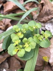 Chrysosplenium oppositifolium