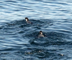 Synthliboramphus antiquus