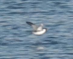 Synthliboramphus antiquus