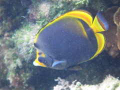 Chaetodon flavirostris
