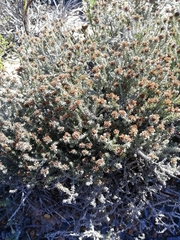 Seriphium cinereum