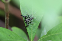 Thiania bhamoensis