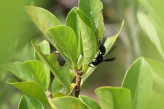Anterhynchium flavomarginatum