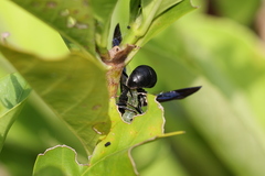Anterhynchium flavomarginatum