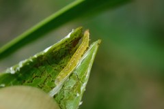 Adoxophyes privatana