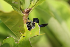 Anterhynchium flavomarginatum