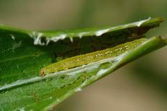 Adoxophyes privatana