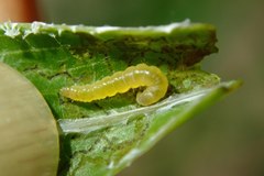 Adoxophyes privatana