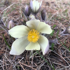 Pulsatilla patens